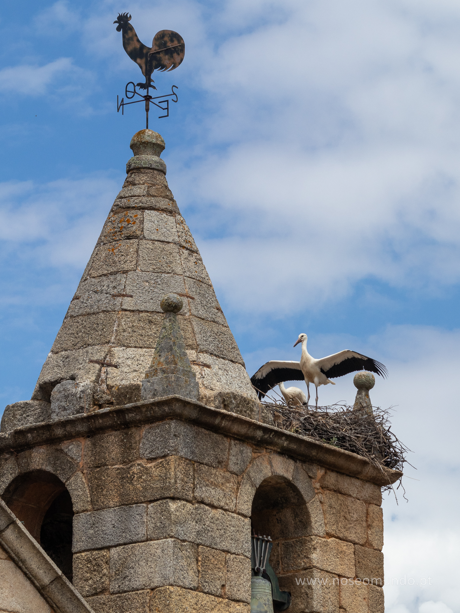 Cegonhas Idanha-a-Velha